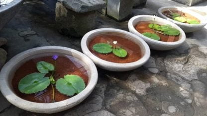 Pot Teratai Motif Cacah