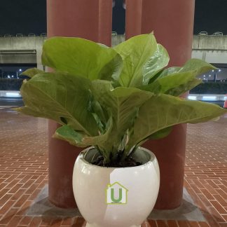 Pot Teraso BKL Glossy