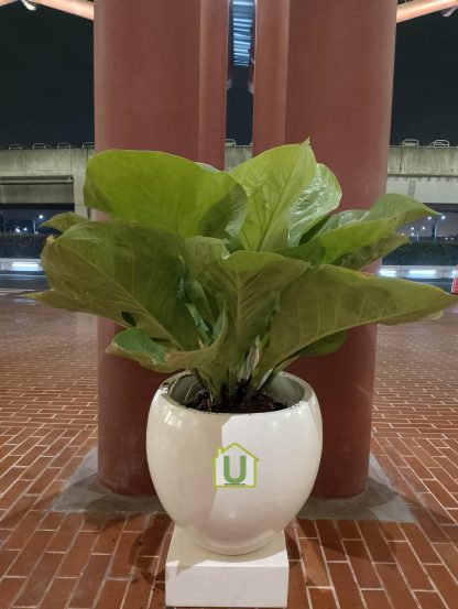 Pot Teraso BKL Glossy
