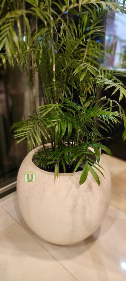 Pot Bakul Bintik Bahan Teraso - Image 3