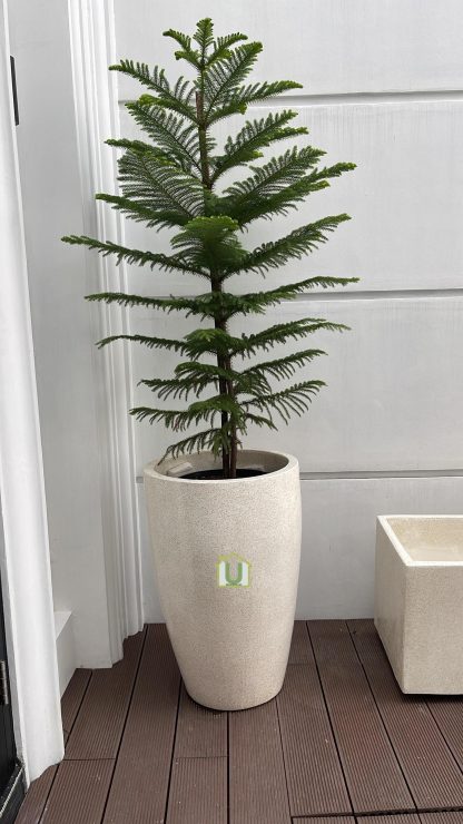 Pot Uin TGI Teraso Glossy - Image 2