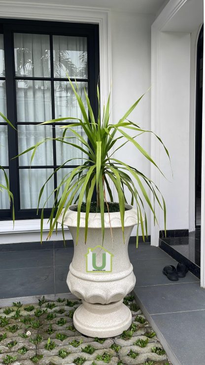 Pot Piala Teraso Glossy - Image 2