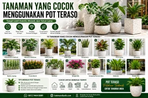 gambar tanaman yang cocok menggunakan pot teraso